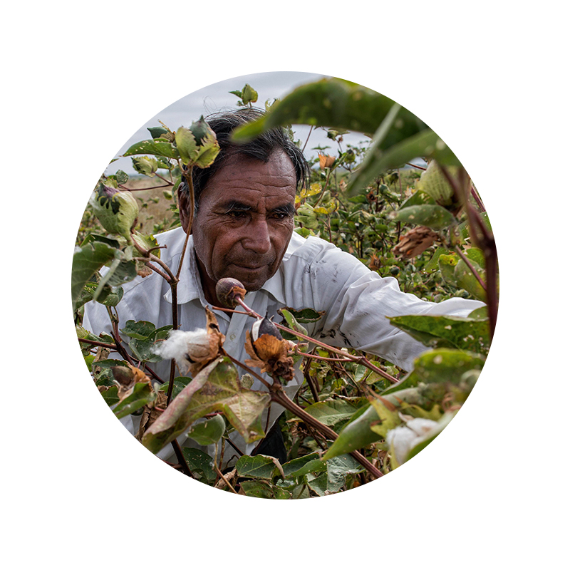 Pima-katoenveld in Peru, katoenplukker grijpt een geopende katoenbloem  | mey®