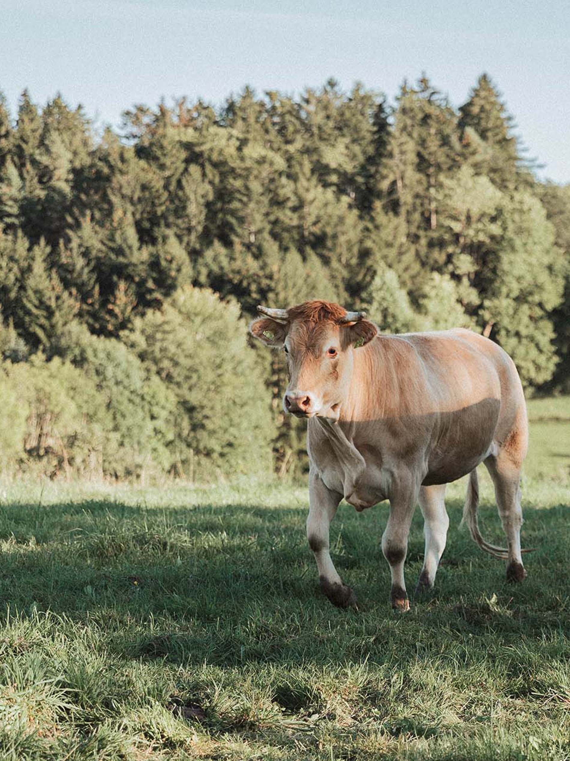 Light brown cows are running across the Positerra pasture | mey®