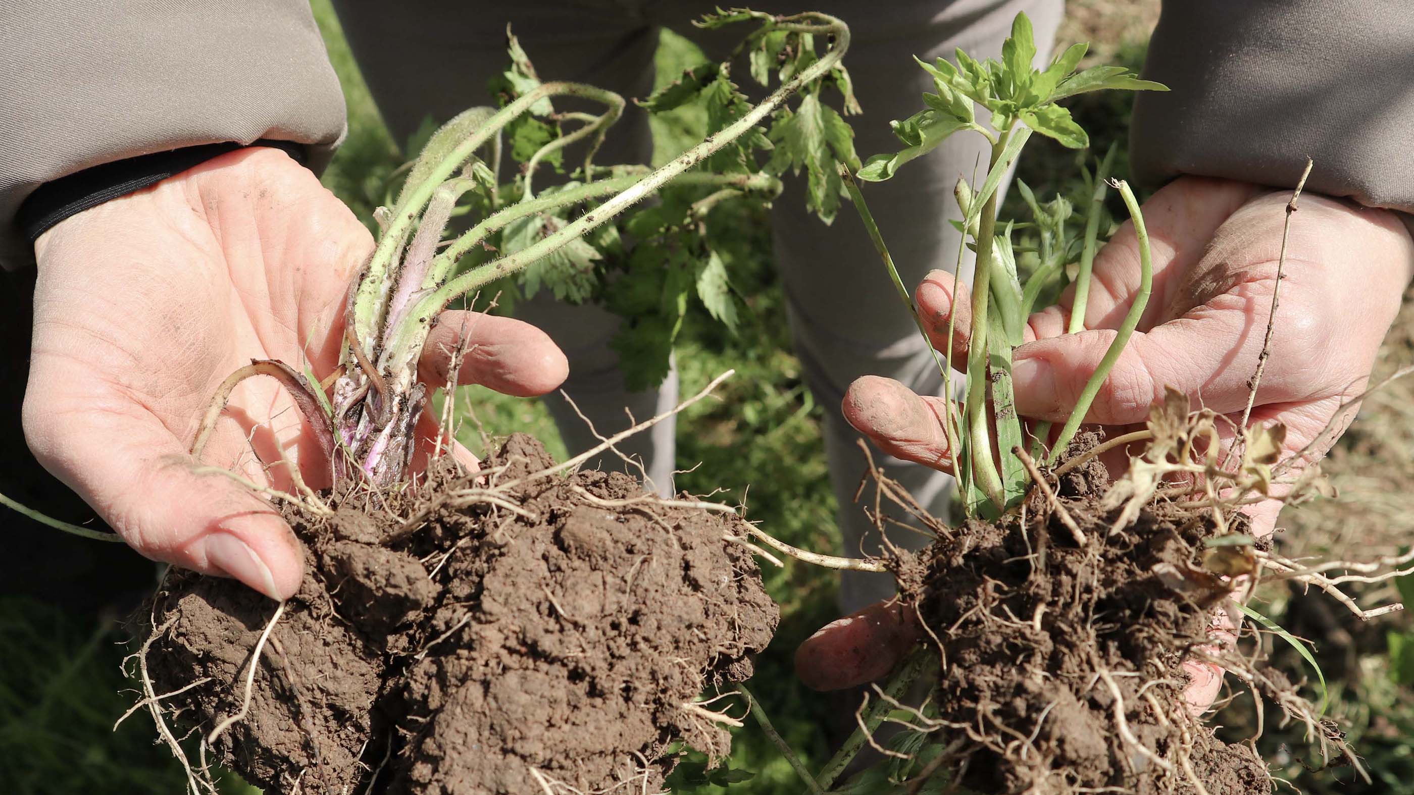 Two saplings held by hands, the bigger one has more soil on its root compared to the smaller one | mey®