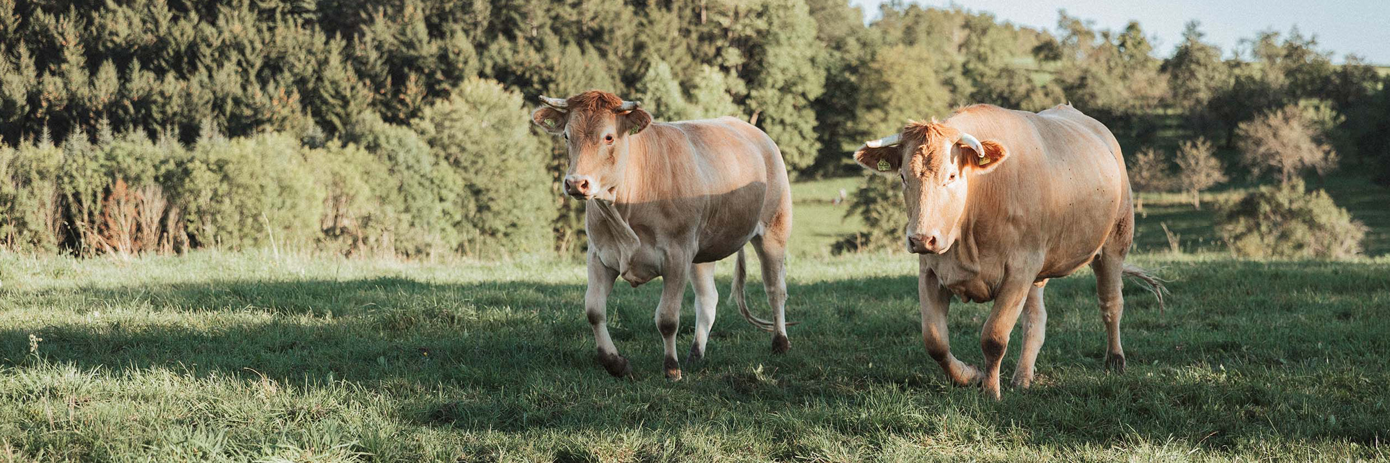 Light brown cows are running across the Positerra pasture | mey®