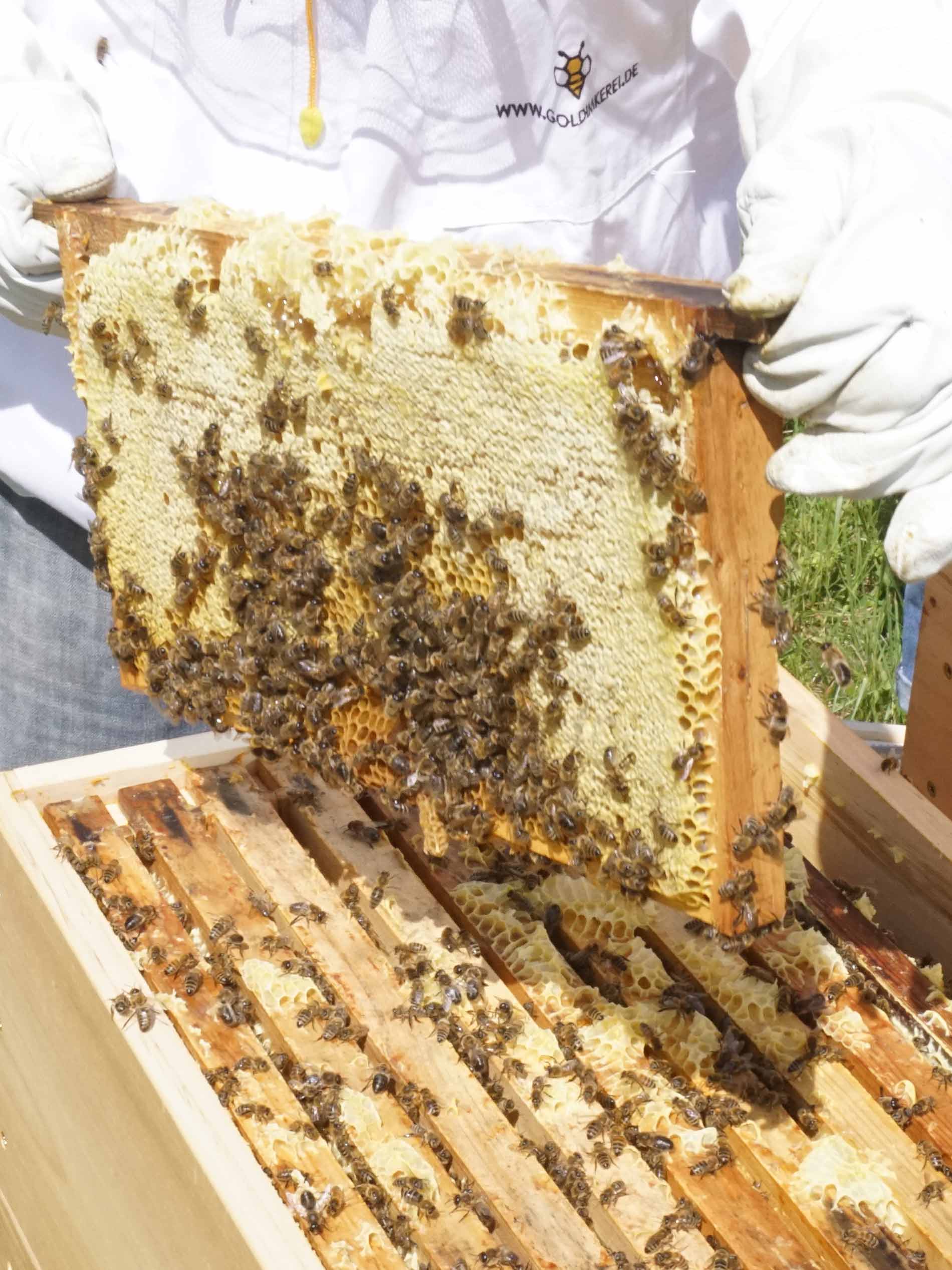Imker in witte beschermkledij neemt geraamte van de bijenkorf uit de bijenkast | mey®