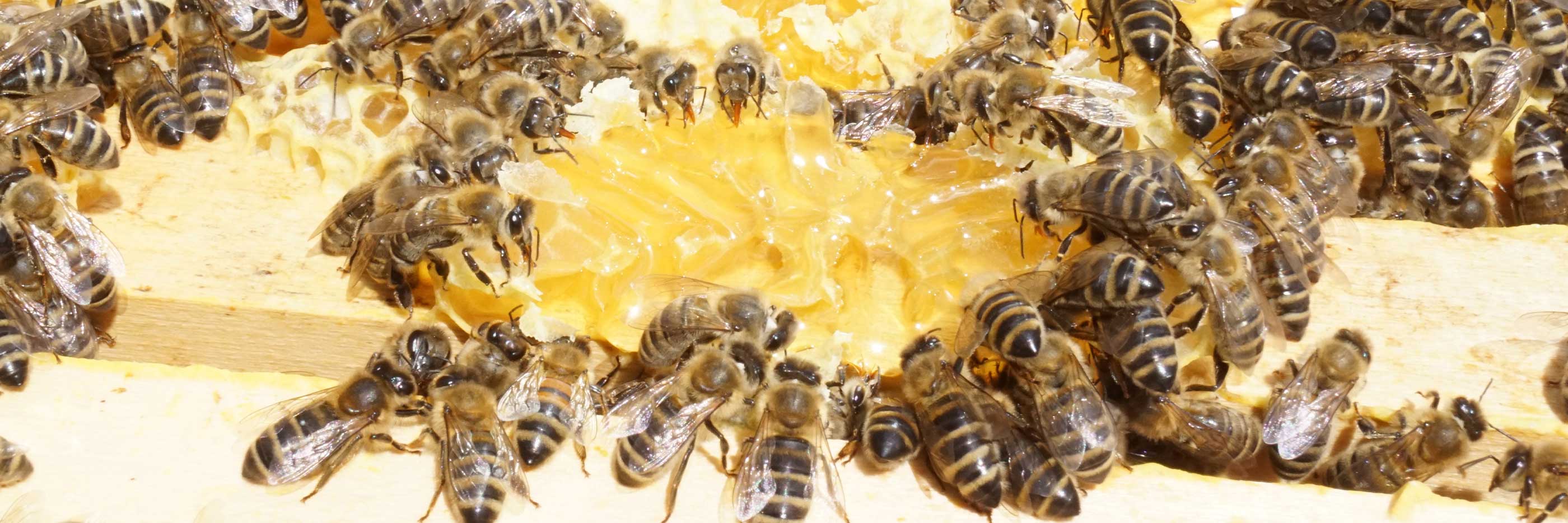 De zwerm bijen verzamelt de honing uit de open raten | mey®