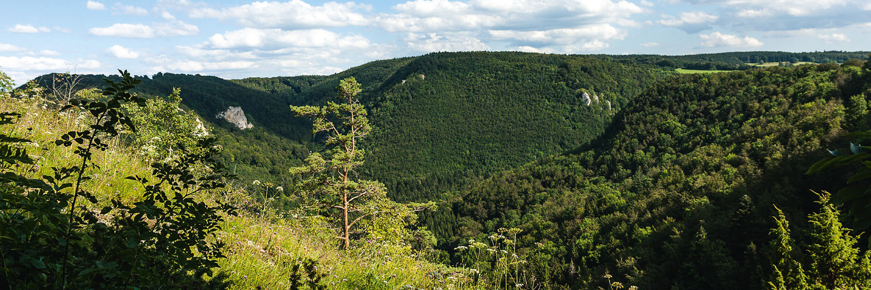 Landschaftsbild von der Schwäbischen Alb im Sommer, grüne Wiese mit Baum und Büschen im Vordergrund, bewaldete Hänge im Hintergrund| mey®