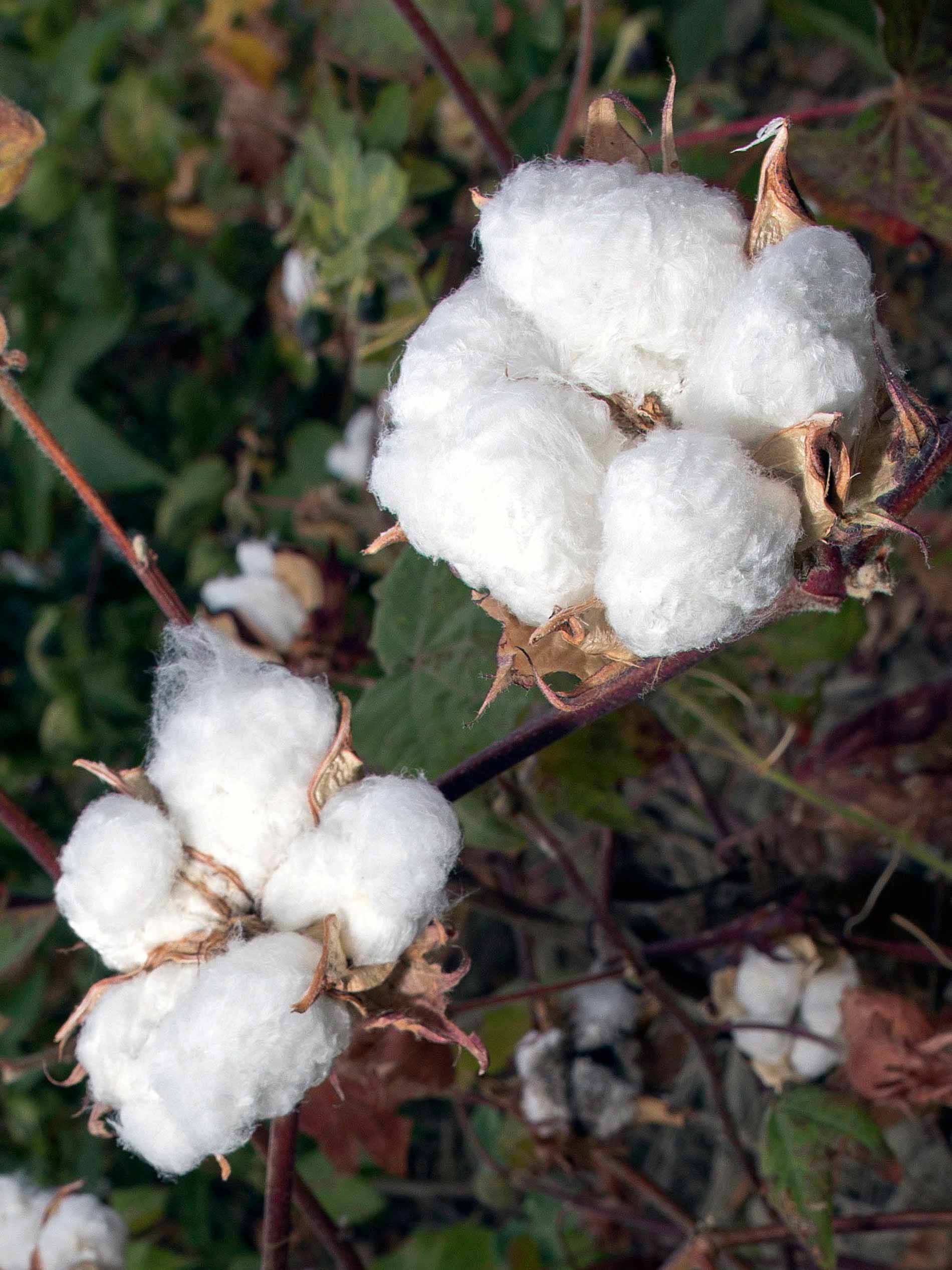 two open, ripe cotton flowers on a cotton plant | mey®