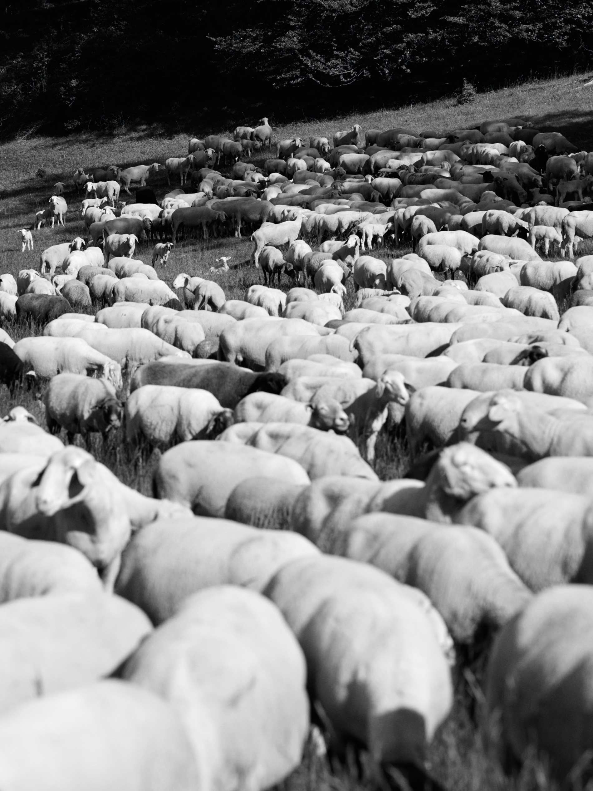 herd of sheep on the Swabian Jura | mey®