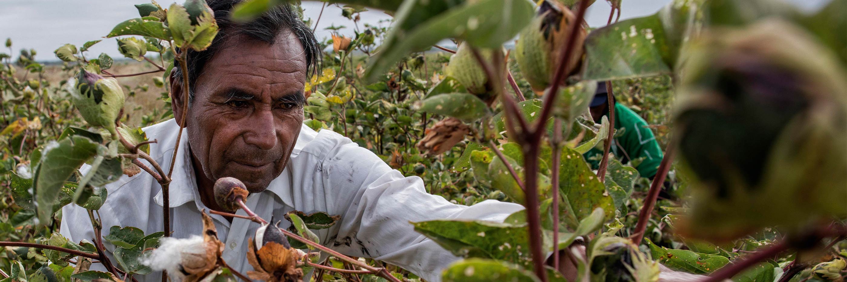 Cotton picker in Peru harvests the ripe cotton flowers | mey®