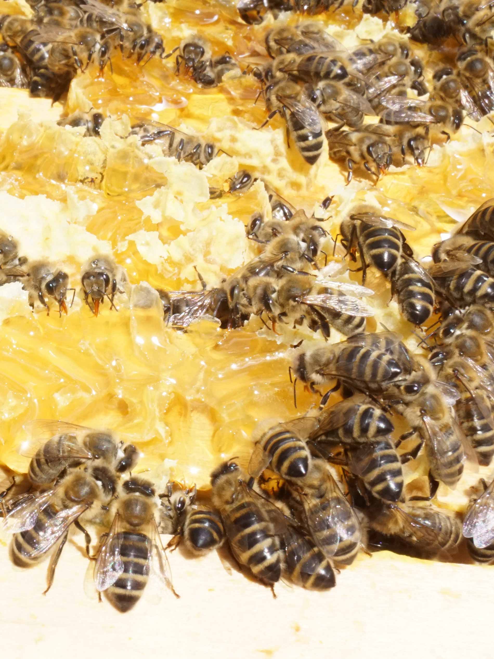Bees collect honey on an open honeycomb | mey®