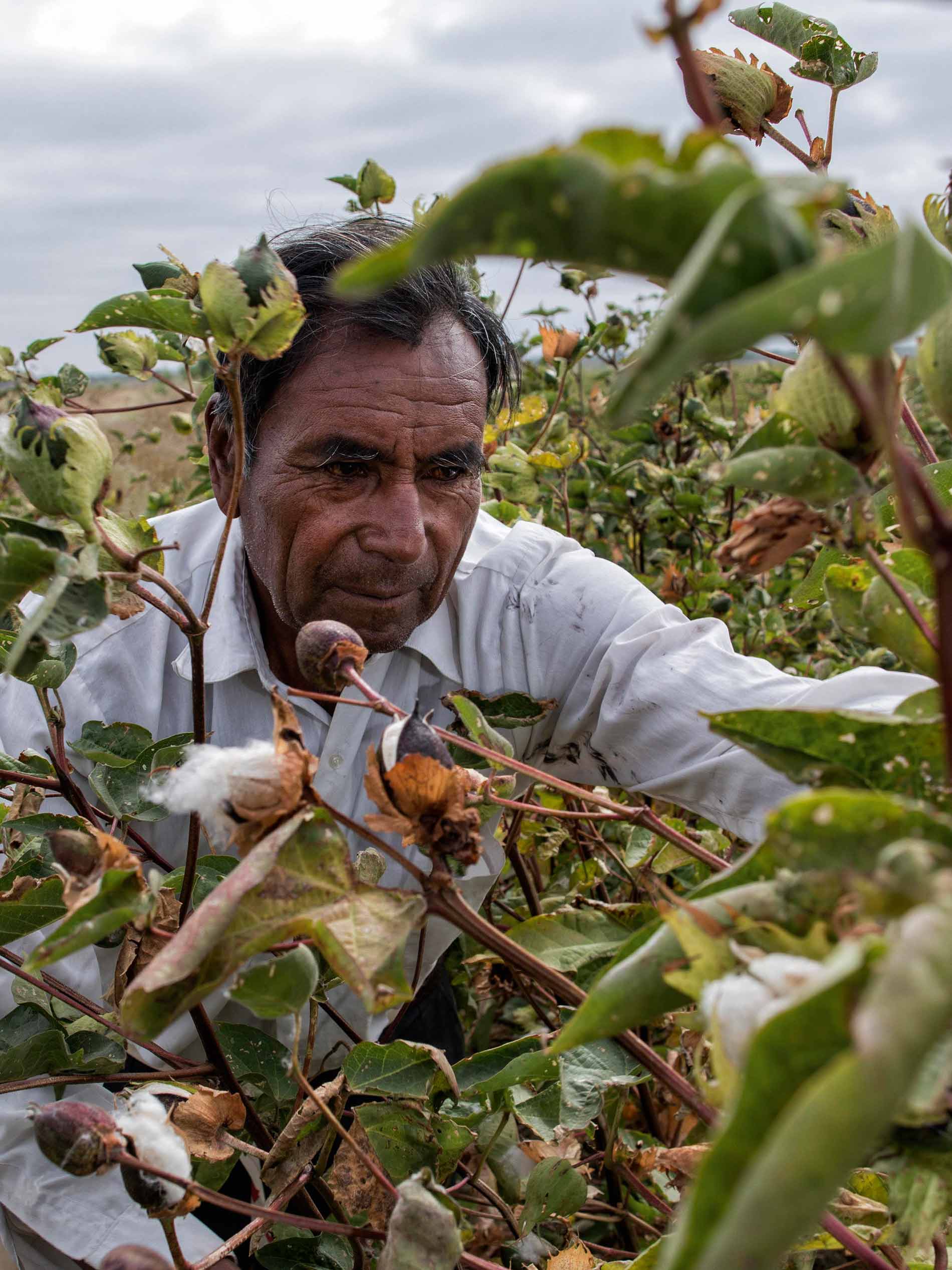 Baumwollpflücker in Peru erntet die reifen Baumwollblüten | mey®