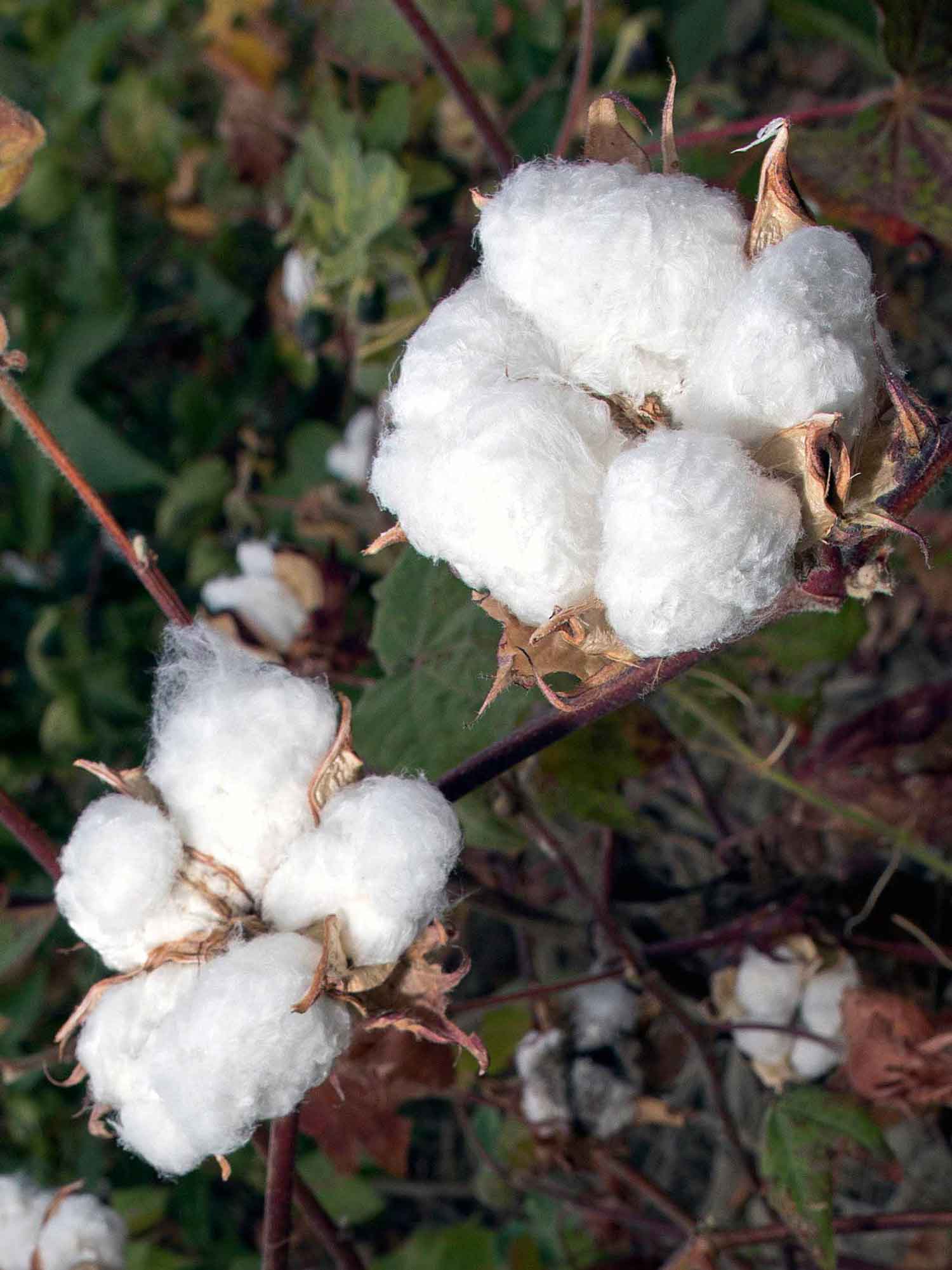 Baumwolle Blüte | mey®