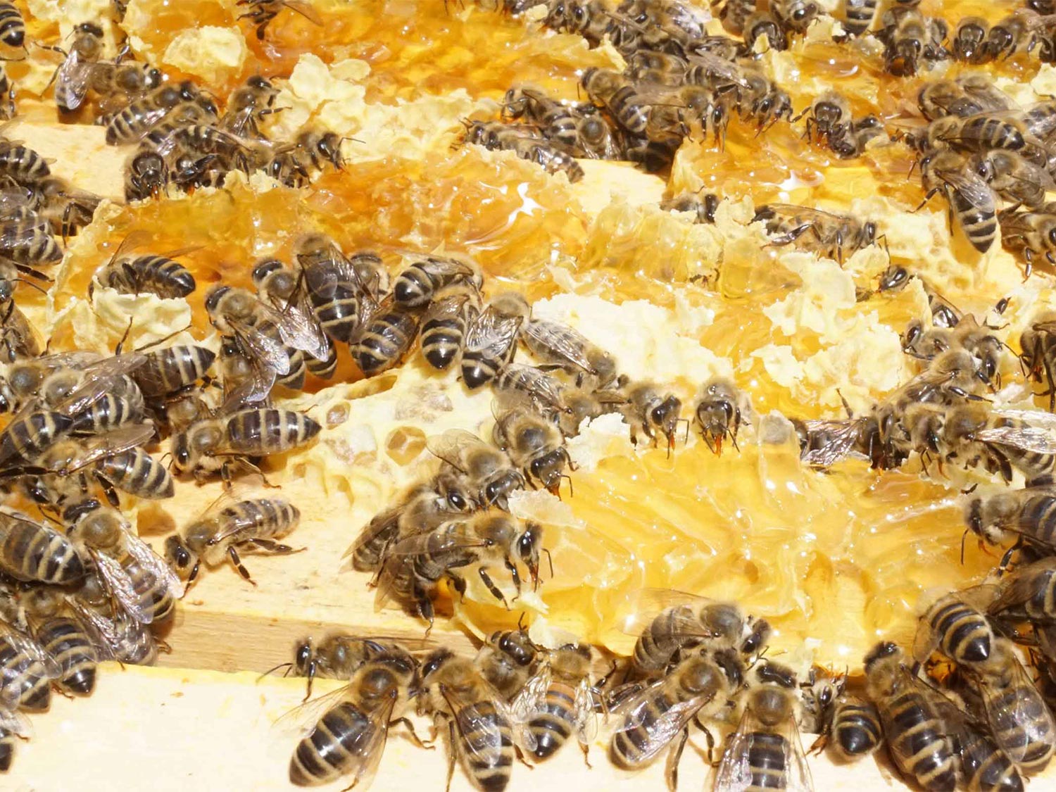 Imker in weißer Schutzkleidung entnimmt einen Wabenrahmen aus dem Bienenstock | mey®